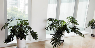 �����̻�ֲ������